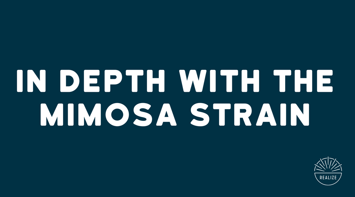 Mimosa: A Citrus-Filled Escape
